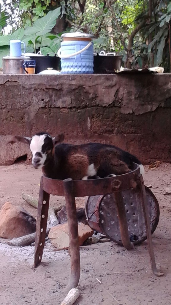 bbq-goat